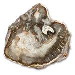 Tranches de Bois Fossile