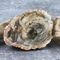 Tranche "Lacher Prise" en Bois Fossile (253g) Ref : B21